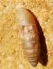 Jaminia quadridens