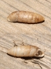 Jaminia quadridens