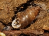 Jaminia quadridens