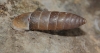 Jaminia quadridens