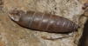 Jaminia quadridens