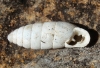 Jaminia quadridens