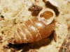 Lauria cylindracea