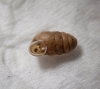 Lauria cylindracea