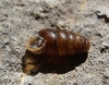 Lauria cylindracea