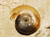 Morlina glabra Morlina glabra