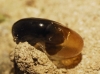 Morlina glabra Morlina glabra
