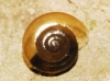 Morlina glabra Morlina glabra