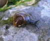 Morlina glabra Morlina glabra