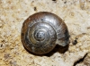 Morlina glabra Morlina glabra