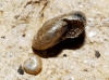 Morlina glabra Morlina glabra