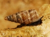 Obscurella martorelli