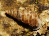 Obscurella martorelli