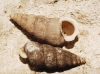Obscurella martorelli