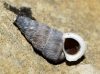 Obscurella martorelli