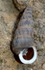 Obscurella martorelli