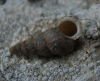 Obscurella martorelli