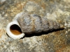 Obscurella martorelli