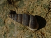 Obscurella martorelli