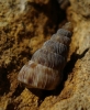 Obscurella martorelli