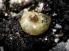 Oligolimax annularis