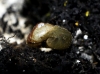 Oligolimax annularis
