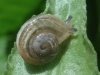 Otala punctata