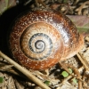 Otala punctata