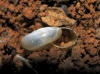 Oxychilidae
