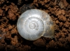 Oxychilidae