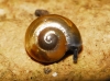 Oxychilidae