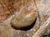 Oxyloma elegans
