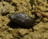 Oxyloma elegans