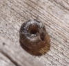 Paralaoma servile
