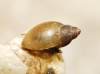 Physa acuta