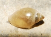 Physa acuta
