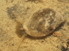 Physa acuta