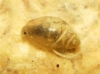 Physella acuta