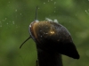 Physella acuta