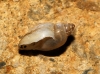 Physella acuta