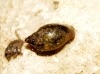Physella acuta