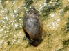 Physella acuta