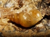 Potamopyrgus antipodarum