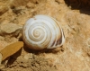 Pseudotachea splendida