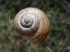 Pseudotachea splendida