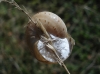 Pseudotachea splendida