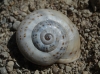 Pseudotachea splendida
