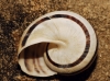 Pseudotachea splendida