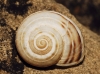 Pseudotachea splendida