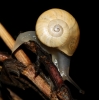 Pseudotachea splendida